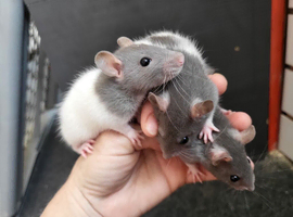 Trio friendly boys