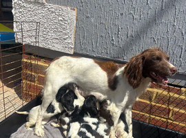 Woking English springer spaniels