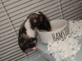 Syrian hamster and cage / food/bedding