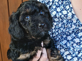Cavapoo puppy