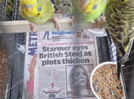 Baby budgies