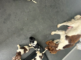 8 puppoes for sale seven boys one girl not available to leave until 14/07/26