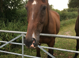 Vango thoroughbred gelding safe ride and kind