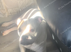 Puppies