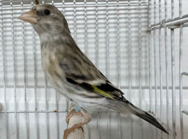 Silver blue goldfinch mule