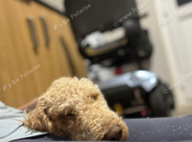 Labradoodle