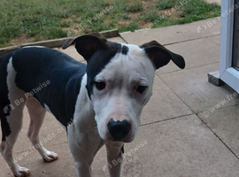 Dog looking for a forever home