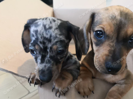 Really for their new home