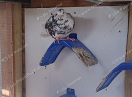 4 good birmingham rollers for sale