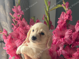 Cream longhaired miniature dachshund
