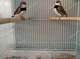 Dimond fairtail pair