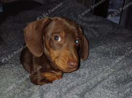 Stunning Miniture dachshund