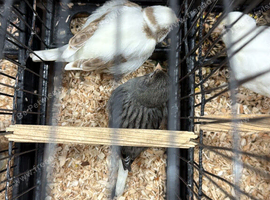 Blue carrier cock & white/fawn hen breeding pair