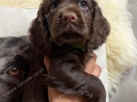 Gorgeous Chocolate working cocker pups