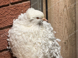 Frillback pigeons