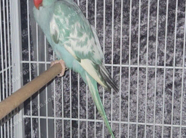 Blue pied ringneck