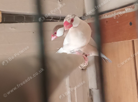 2 pairs Java finches
