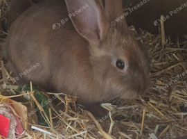 Lion head mixed mini lop