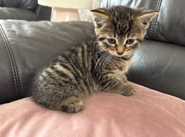 2 tabby male kittens