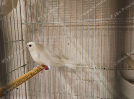 Bengalise dilute finch
