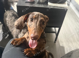 5 month old miniature dachshund