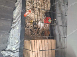 Guinea pigs for sale