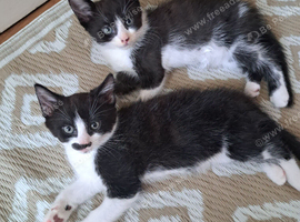 kittens