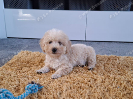 Toy Poodle (Golden colour) Male 12 weeks old