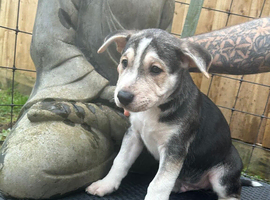 Beautiful 11weeks corso terrier puppies