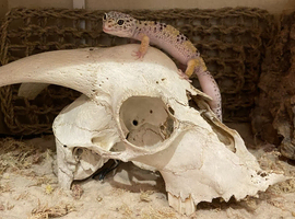 female leopard gecko
