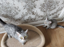 Kitten for sale