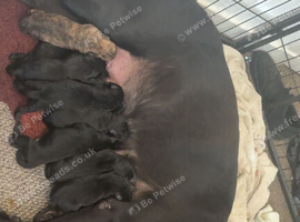 Labrador sharpi puppies