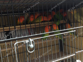 WANTED, orangehead opaline + others