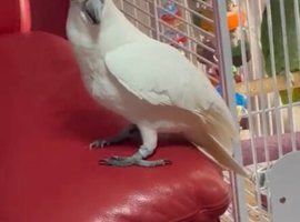 Sulphur crested Cockatoo Glasgow