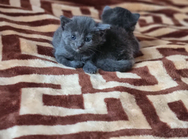 Kittens for sale