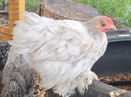 Pekin cockerels