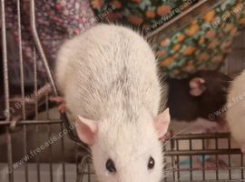 4 Female Rats Available