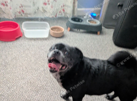 Chubbs the chug