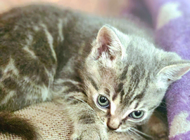 1 grey boy kitten