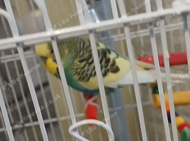 3 budgies for sale
