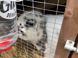 Lop ear rabbit