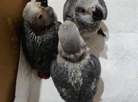 Babies African grey parrots for sale