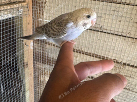 Baby budgies for sale  &pound;40 each collection mk404nn