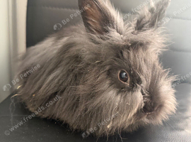 Pure bred Angora