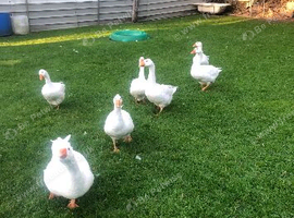 Stunning Embden geese one trio two years old for sale &pound;150