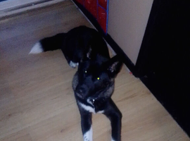 7month old akita