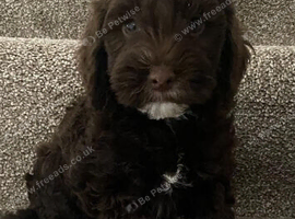 Pra clear f1BB miniture cockapoo puppies