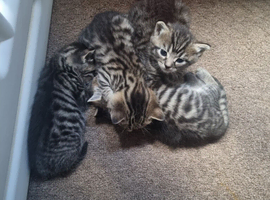 Bengal x kittens