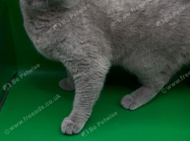 Lilac female British Shorthair