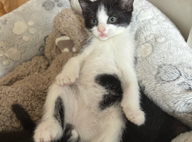 5 kittens available now for loving homes